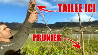 Conseils Professionnels pour Tailler ton Prunier (étape par étape)