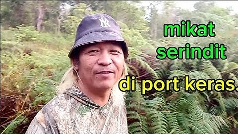Coba nasip mikat serindit di port keras tompinai.