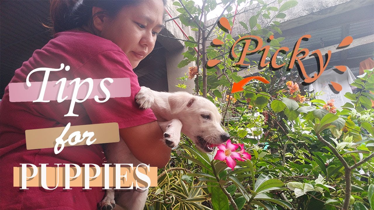 What to do if your puppy is a picky eater? |ep.4 Theresa Vlogs - YouTube