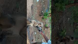 Feeding Monkeys Part 8 #Viral #Shorts