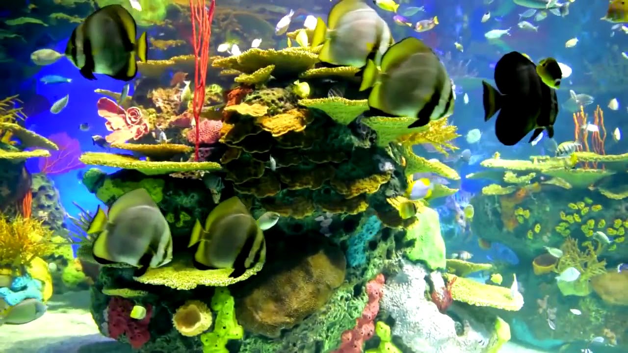 CORAL REEF AQUARIUM COLLECTION  YouTube