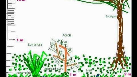 What is a transect ?