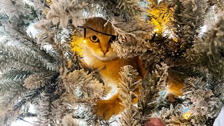 SAND CAT CLIMBED THE CHRISTMAS TREE / New Year's gifts to cats from TRIOL