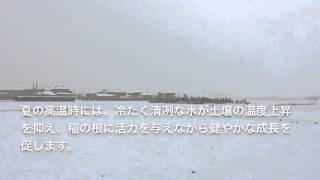 無農薬 有機栽培米 お米 ほんだ農場にも雪が降りました。2016/02/26