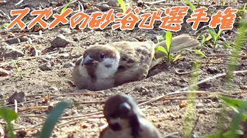 雀の砂浴び選手権 眼福すずめ08 野鳥観察 スズメ すずめ かわいい Cute Sparrow Sand Bathing Mp3