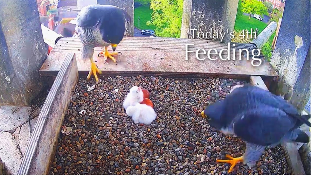 #11🦅🐥1°🐥0°🥚🥚Worcester Cathedral🇬🇧Peregrine Falcon Nest 2025／Peter💗Peggy