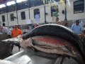 PASSEIO NO MERCADO DO VER-O-PESO BELÉM-PARÁ 21/10/2016