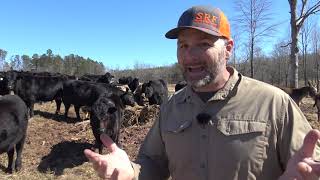 How to tell if cattle have lice and What to do?