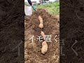 世界一ズボラなサツマイモ苗づくり