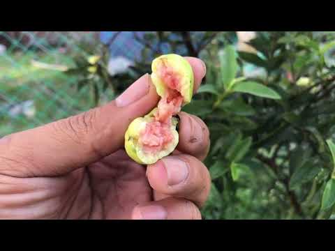 Video Cây ổi sẻ tự mọc bờ rào trái trái cực kỳ thơm . - youtube