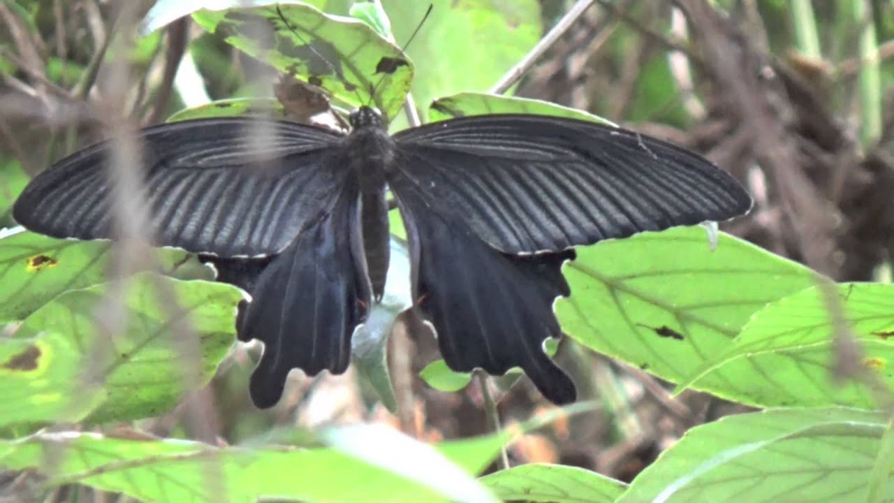 クロアゲハ 黒アゲハ蝶