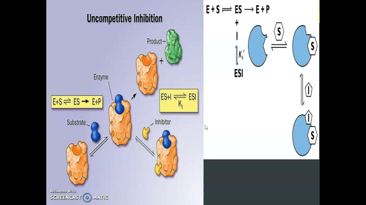 Enzyme Inhibition Non Competitive , & Irreversible