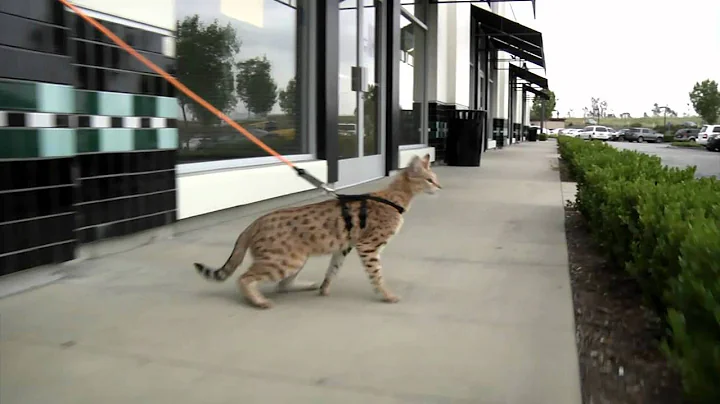 Video 159881: savannah cat pets, serval domestic cat, breeding mating