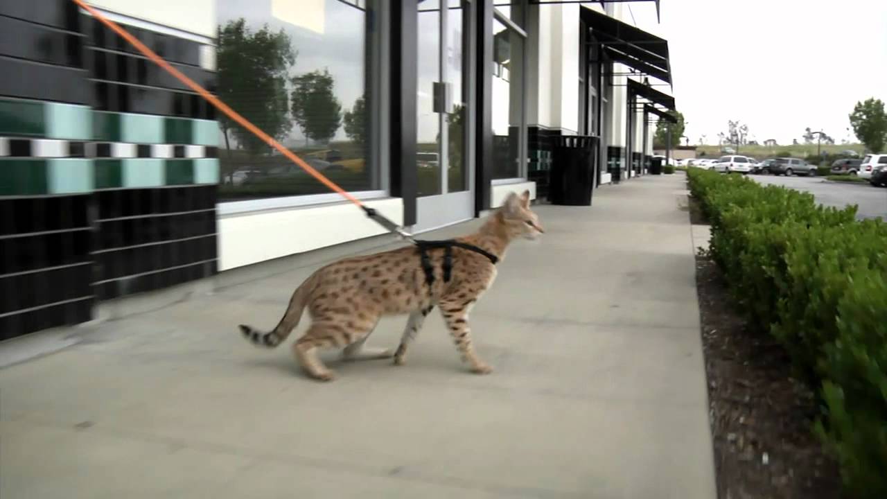 Is the serval cat a good pet?