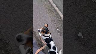 untrained jack russell #dog #dogs #puppy #puppies #pets #cute #sweet #happy #walking #funny #jrt