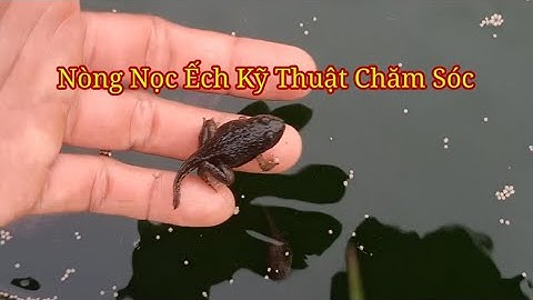 Kỹ Thuật Chăm Sóc Nòng Nọc Ếch
