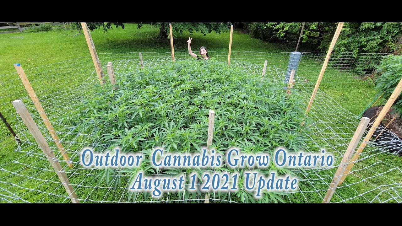 Outdoor Cannabis Grow  Aug 1 2021 Upadate