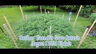 Outdoor Cannabis Grow  Aug 1 2021 Upadate