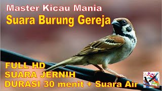 Masteran Murai, Suara Burung GEREJA Durasi Panjang + Terapi Suara Air Mengalir...FULL HD...!!!
