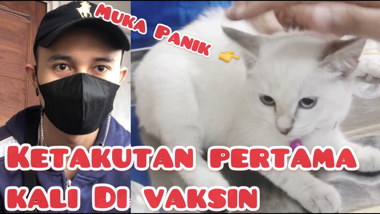 Vaksin Kucing Persia Murah Di Jakarta Barat Dokter Nya Ganteng Youtube