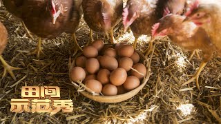 提高蛋鸡产蛋率不能只喂鱼虫子这些事情同样重要丨「田间示范秀」20220627