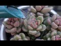#129【これで大丈夫】冬にシワシワ多肉を救います。寒い日が続くときの水やり。