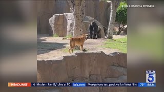 Stray dog wanders into gorilla habitat at San Diego Zoo Safari Park