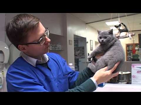Video: Kaip Atrodo Britų Katė?