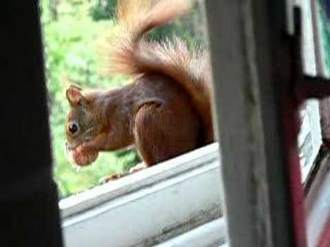 Vote no on : badezimmerfenster