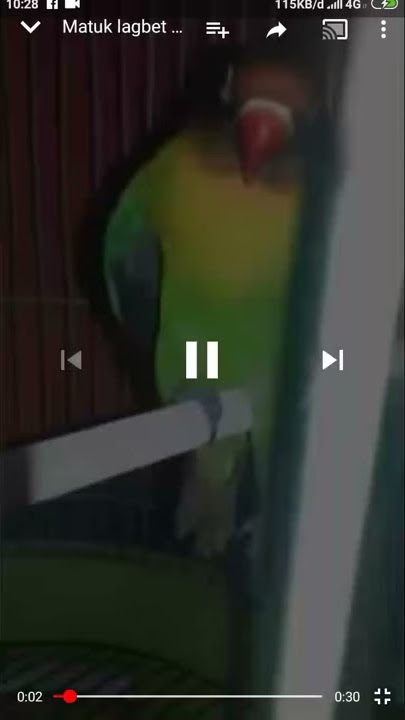 story wa burung loveberd joged ngebor cuy😂😂😂😂