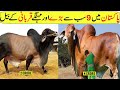 9 Most Expensive And Biggest Bulls In Pakistan In Hindi/Urdu