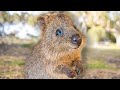 Baby Quokkas are the Cutest Animals in the World [PART 1] 😍 Best Compilation