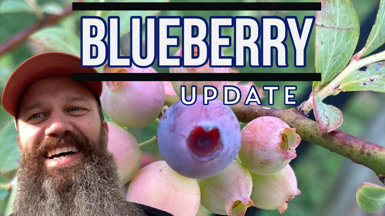 Blueberry Update 2022 Season Zone 8a EP 101 blueberries 