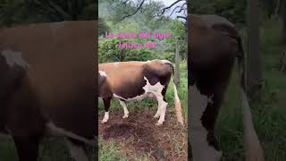 Puro Jalisco mx