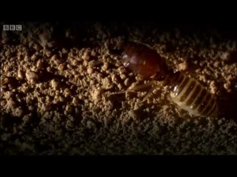 Defending the ant nest from intruders - Ant  Attack - BBC