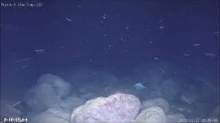 Rilievo Rov Mulinetti 11 Novembre 2025 Basso Fondale