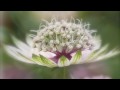 Unchained Melody - Robin Spielberg