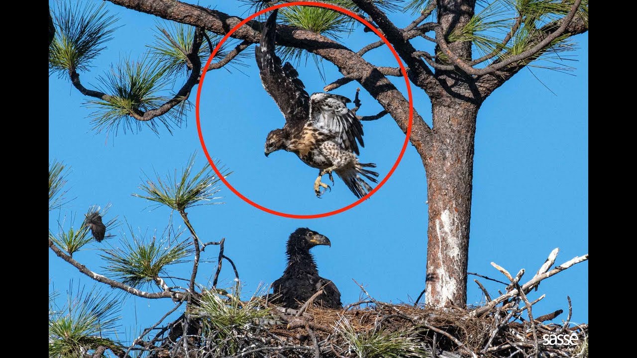 Hawk At Eagle Nest Independence Day Special Will It Fledge 6pm Pt 9pm Et