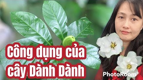 Cây dành dành là cây gì năm 2024