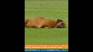 😄 Судья в Парагвае задержал начало 2-го тайма из-за спящей на поле собаки (2022) #shorts #футбол