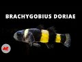 Brachygobius doriae  gobie abeille 