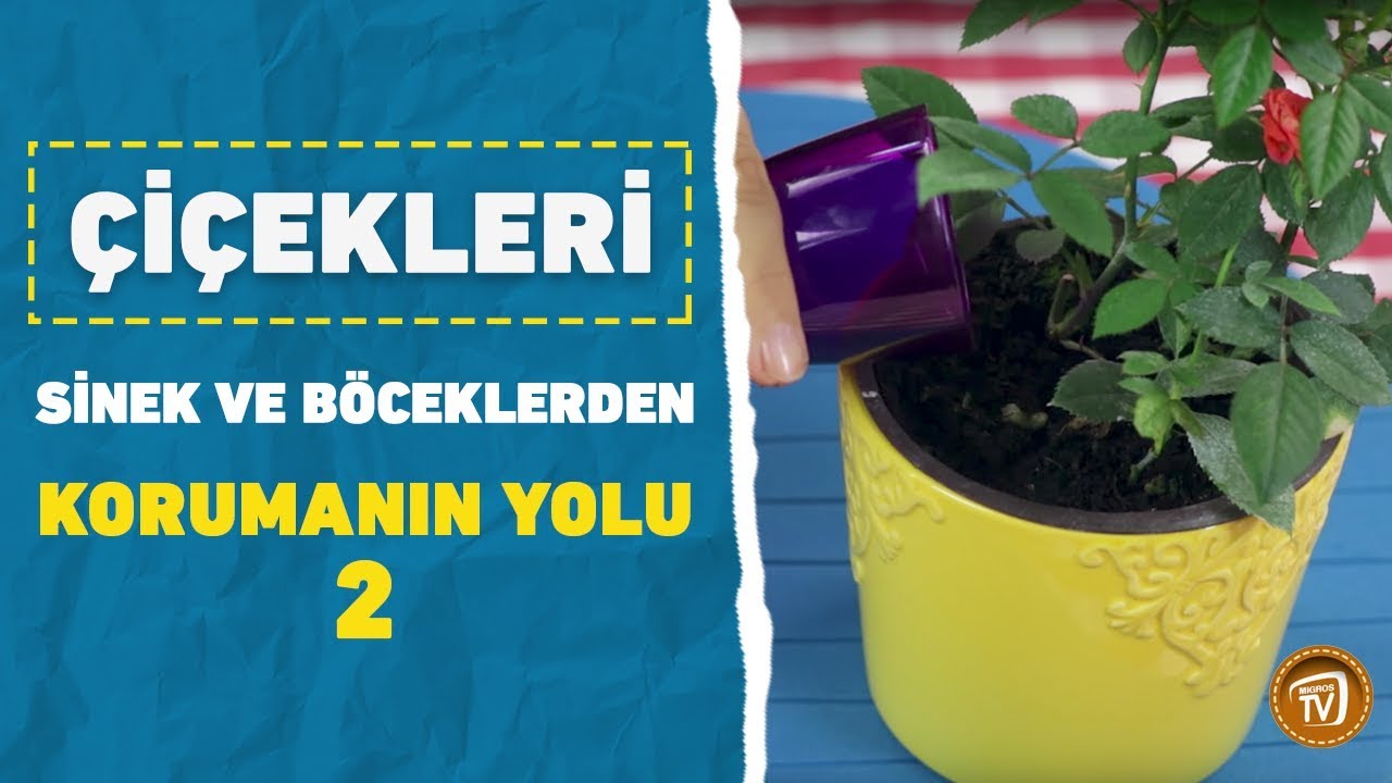 Cicekleri Sinek Ve Boceklerden Korumanin Yolu 2 Youtube