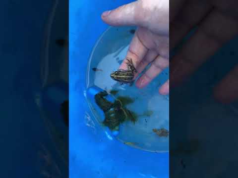 Vidéo: Comment Nourrir Une Grenouille Blanche Dans Un Aquarium