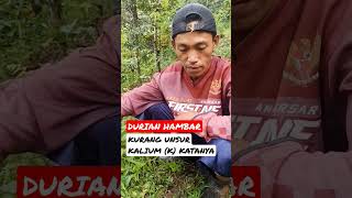 Durian Hambar ! Katanya Kekurangan Unsur Kalium (K)