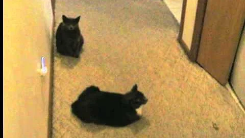 Entertainment system for cats