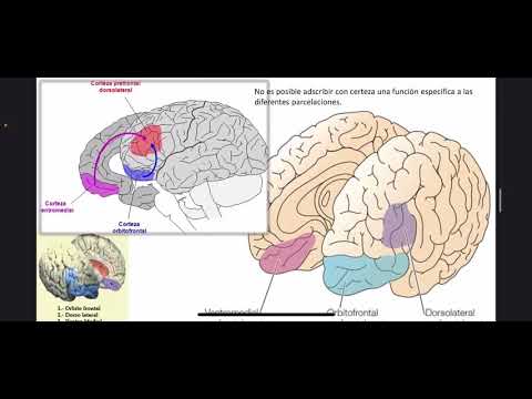 Síndromes Prefrontales - Lóbulos frontales - corteza prefrontal