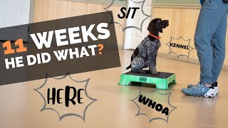 4 Things To Teach Your New Puppy Right Now!