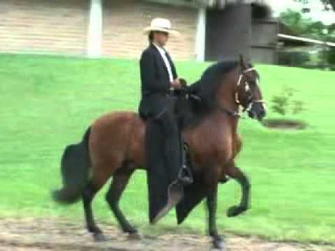 Bucefalo De Vuelta Grande FC ( Tayrona del Paso x Sevillana) trocha y galope 2009 - Rey de la sabana