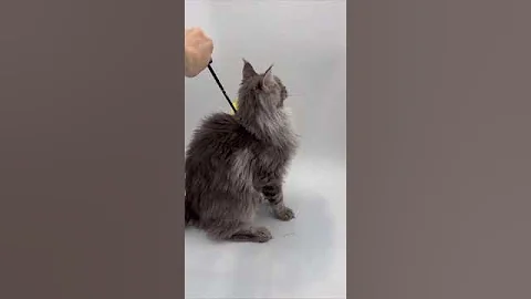 Video 4005651: blue tabby maine coon, maine coon kitten, european maine coon, purebred kitties