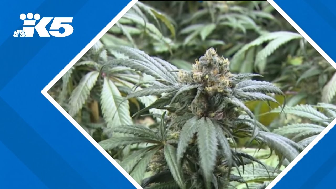 Cashless pot shops in Washington? New hope is budding